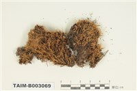 藏品(曲尾苔科)的圖片